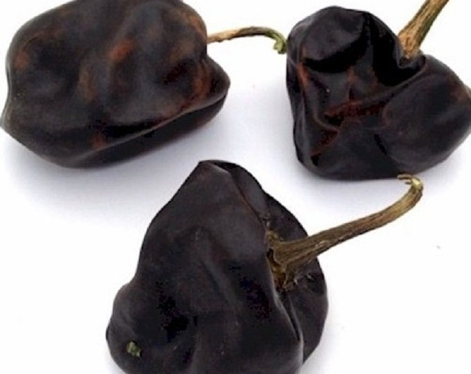Chilhuacle Negro Hot Pepper CherryGal Organic Non-GMO Heirloom Seeds 2025 RARE