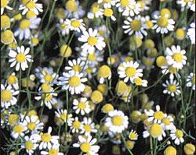 German Chamomile CherryGal Organic non-GMO Heirloom Seeds 2026