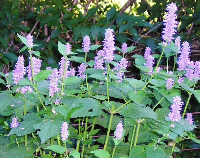Anise Hyssop Agastache foeniculum CherryGal Organic Non-GMO Heirloom Seeds 2026
