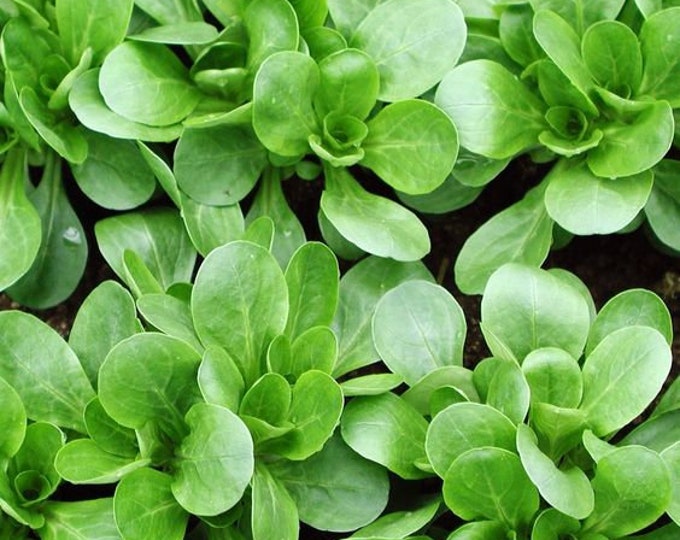 Mache Granon Greens CherryGal Organic Non-GMO Heirloom Seeds 2025