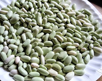 Flageolet Bush Bean ORGANIC Seeds Heirloom Seeds 2024