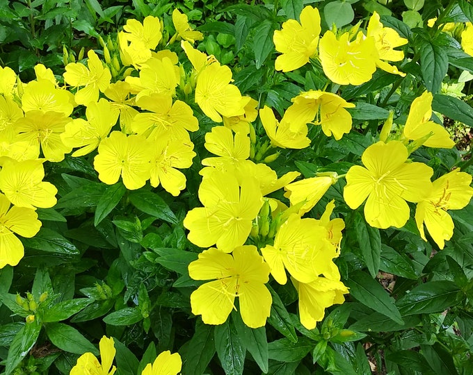 Evening Primrose ORGANIC Heirloom Live Perennial Plant 2025