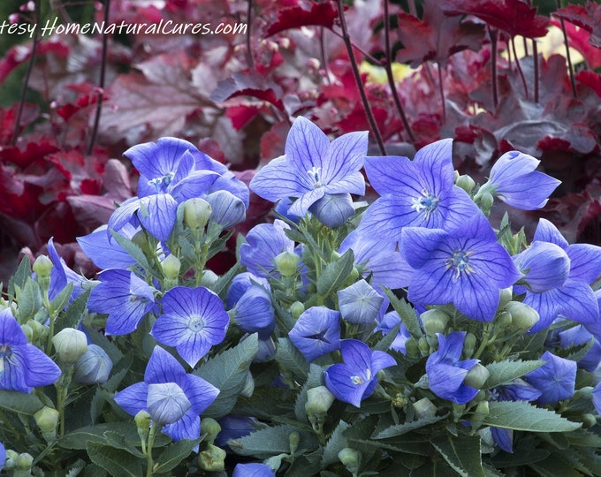 Balloon Flower Blue Organic Non-GMO Heirloom Seeds 2026