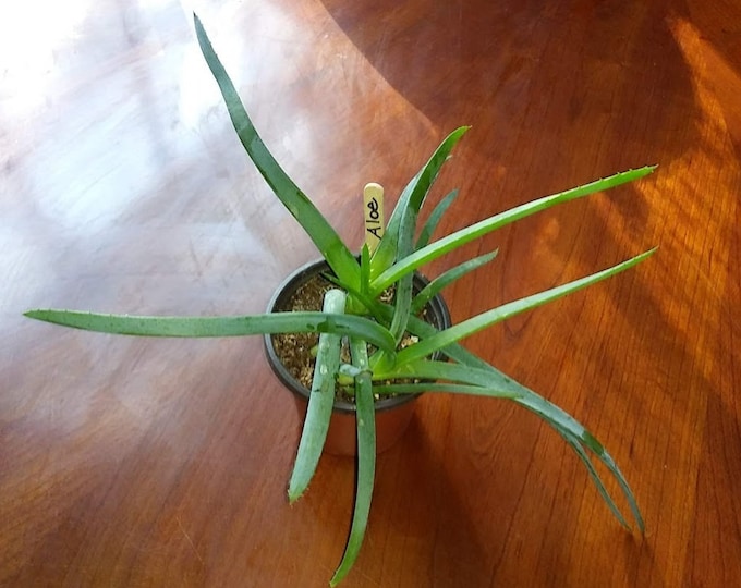 Aloe Vera Organic Heirloom Succulent Plant in Nursery Pot