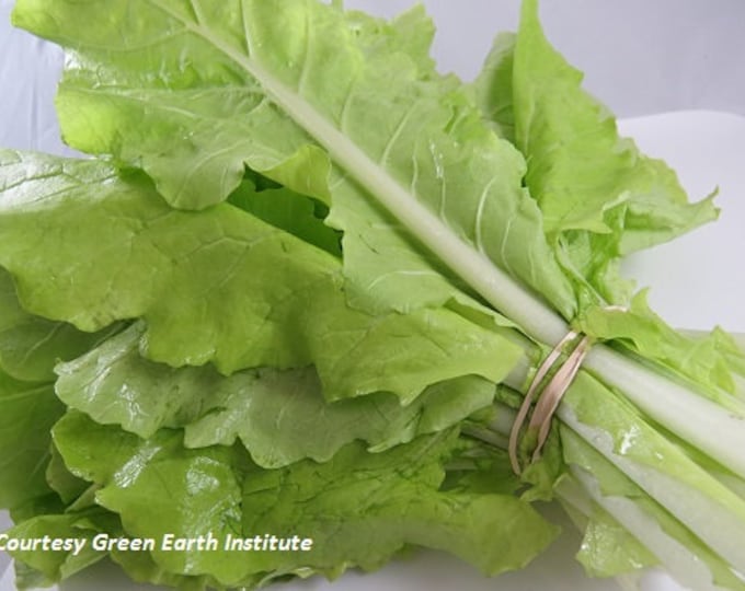Bekana Asian Greens ORGANIC Non-GMO Heirloom Seeds 2025