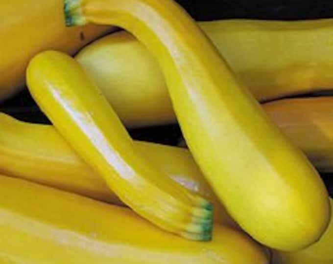 Golden Zucchini Squash CherryGal Organic Heirloom Seeds 2025