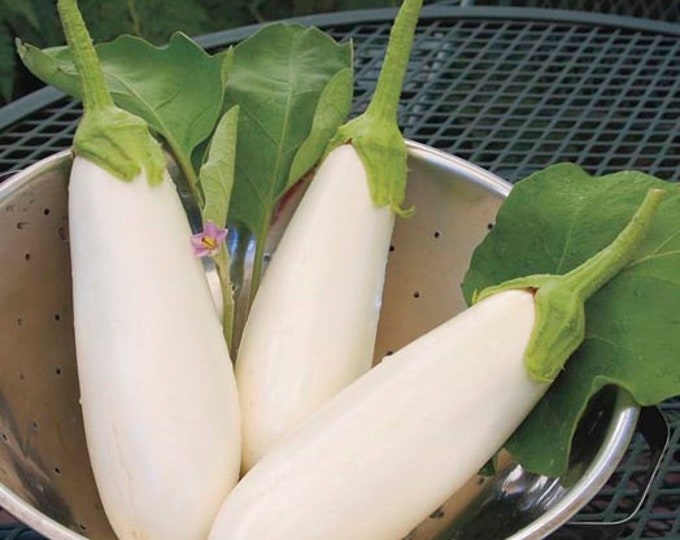 Japanese White Asian ORGANIC Eggplant Heirloom Seeds 2026
