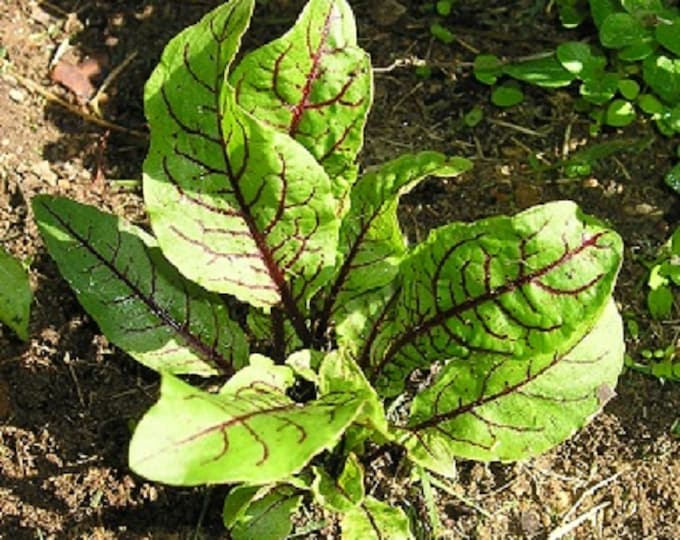 Blood Sorrel Organic Non-GMO Heirloom Pot Herb Greens Seeds 2026