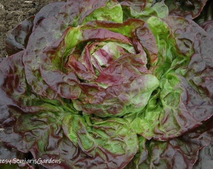 Yugoslavian Red Lettuce ORGANIC Butterhead Non-GMO Heirloom Seeds 2026