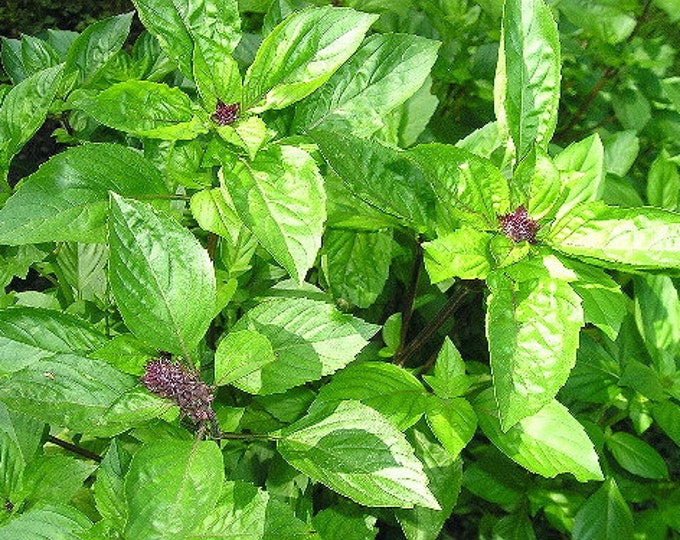 Sweet Thai Basil CherryGal Organic Non-Gmo Heirloom Seeds 2026