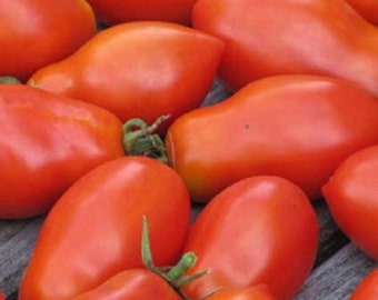 Martinos Roma ORGANIC Tomato non-GMO Heirloom Seeds 2024