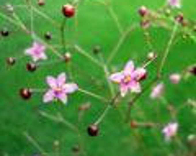Jewels of Opar Fame Flower Plant Heirloom Live Self-Seeding Organic Plant 2026