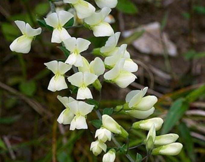 Baptisia Alba White Wild Indigo ORGANIC Non-GMO Heirloom Seeds 2026