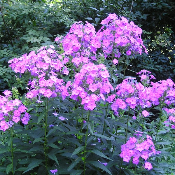 Tall Phlox Pink Organic Heirloom Live Perennial Plant 2024