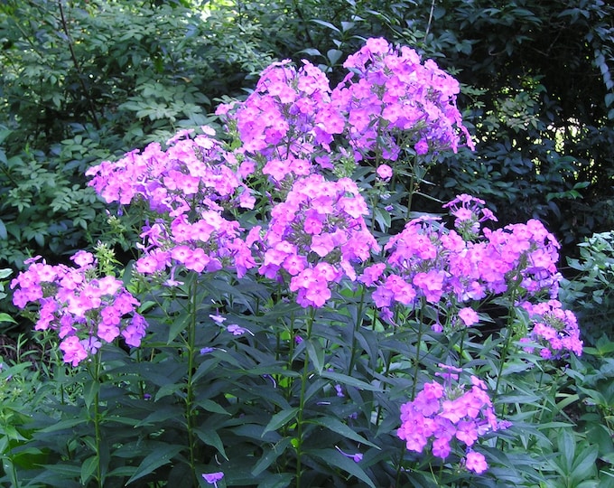 Tall Phlox Pink Organic Heirloom Live Perennial Plant 2025
