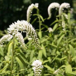 May include: White flowers blooming on tall green stems in a field. The flowers are arranged in clusters and have a delicate, feathery appearance.