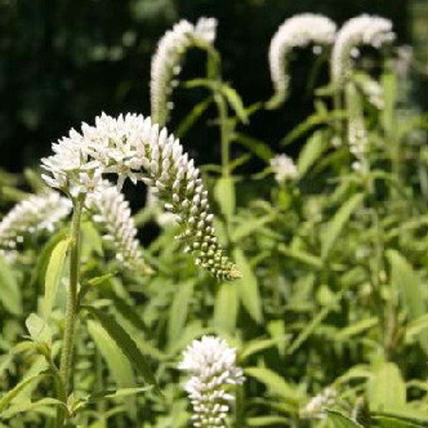 Gooseneck Lysimachia CherryGal Organic Heirloom Live Perennial Plant 2024