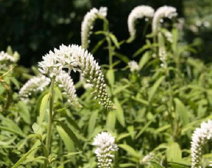 Gooseneck Lysimachia CherryGal Organic Heirloom Live Perennial Plant 2024