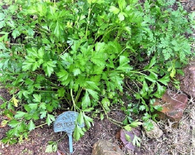 Parsley Gigantea D'Italia CherryGal Organic Heirloom Seeds 2026