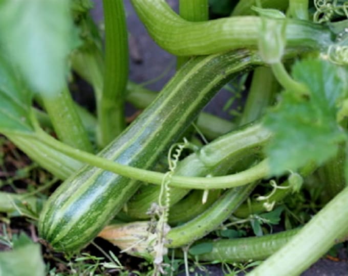 Cocozelle Italian ORGANIC Zucchini Summer Squash Bush Non-GMO Heirloom Seeds 2026