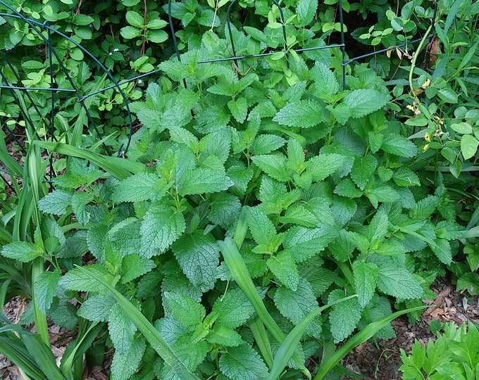 Lemon Balm Melissa Organic Heirloom Pot Herb Live Plant 2026
