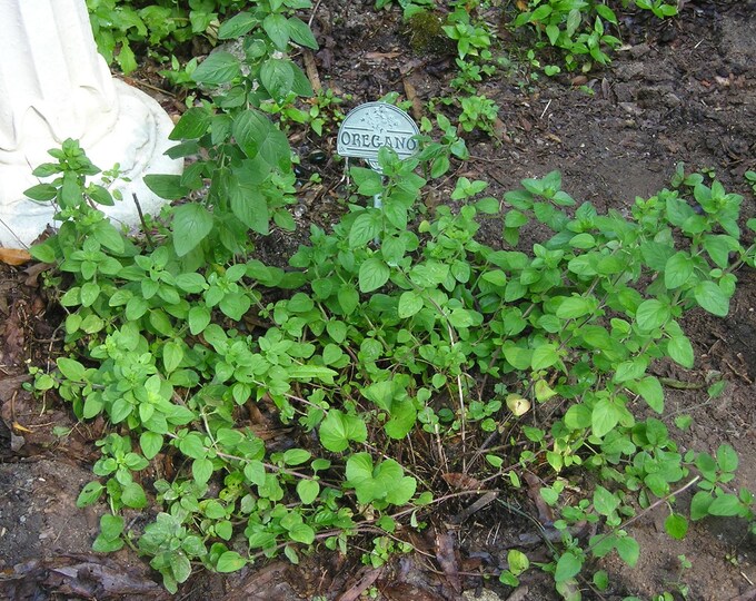 Oregano Italian ORGANIC Non-GMO Herb Live Plant 2026