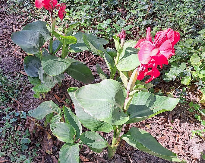 Canna Dwarf Brilliant Red Live Heirloom Organic Plants