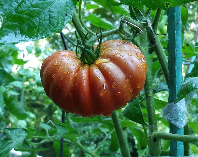 Fleur de Reagir ORGANIC Tomato Non-GMO Heirloom Seeds 2025