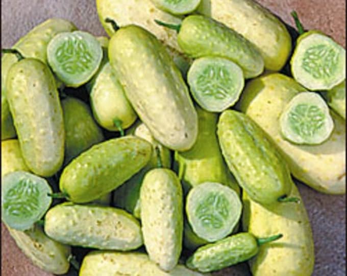 Boothby's Blonde ORGANIC Cucumber Non-GMO Heirloom Seeds 2026