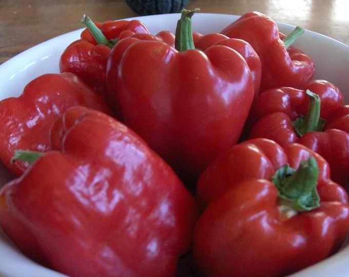 King of the North ORGANIC Sweet Bell Pepper Non-GMO Heirloom Seeds 2026