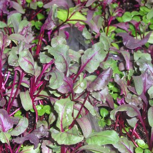 Detroit Dark Red ORGANIC Beet Non-GMO Heirloom Seeds 2025