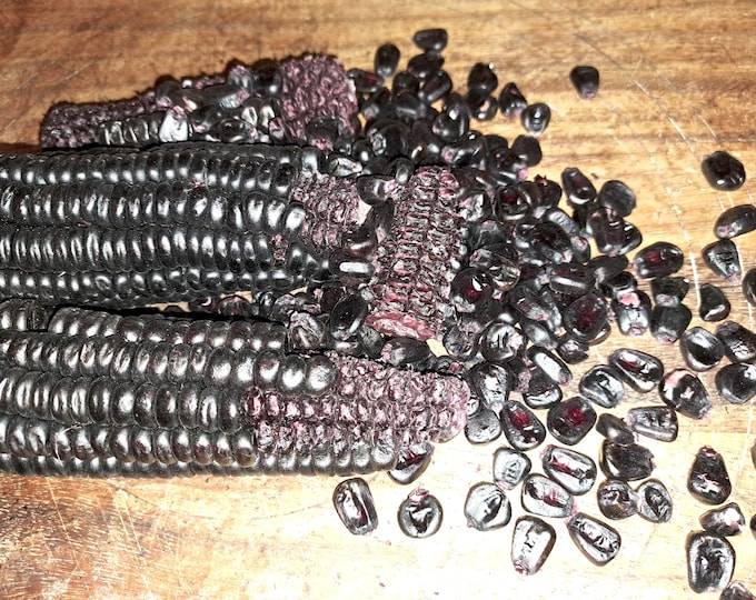 Purple Black Corn Maize Organic Heirloom non-GMO Open Pollinated Culinary 2026