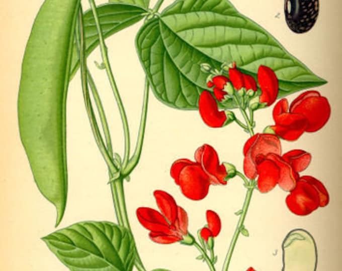 Scarlet Runner ORGANIC Pole Bean Non-GMO Heirloom Seeds 2026