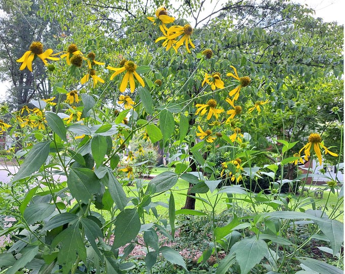 Cutleaf Coneflower Organic non-GMO Heirloom Seeds Edible Decorative 2026