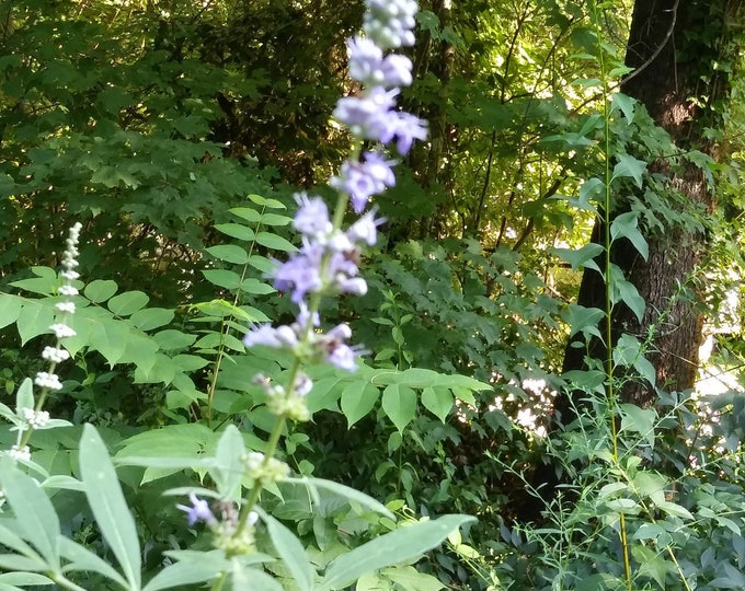 Chaste Tree ORGANIC Vitex Non-GMO Heirloom Seeds 2026