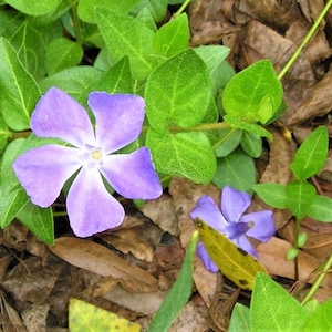 Bowle&#39;s Periwinkle Vine Vinca * Live Organic Perennial Plant 2025
