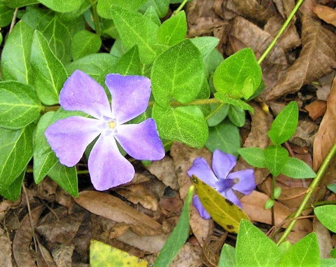 Bowle's Periwinkle Vine Vinca * Five (5) Live Organic Perennial Plants 2025