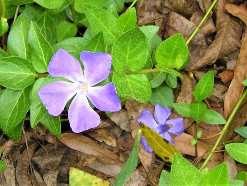 Puede incluir: Primer plano de dos flores de vincapervinca p&uacute;rpura floreciendo en un lecho de hojas verdes y mantillo marr&oacute;n.