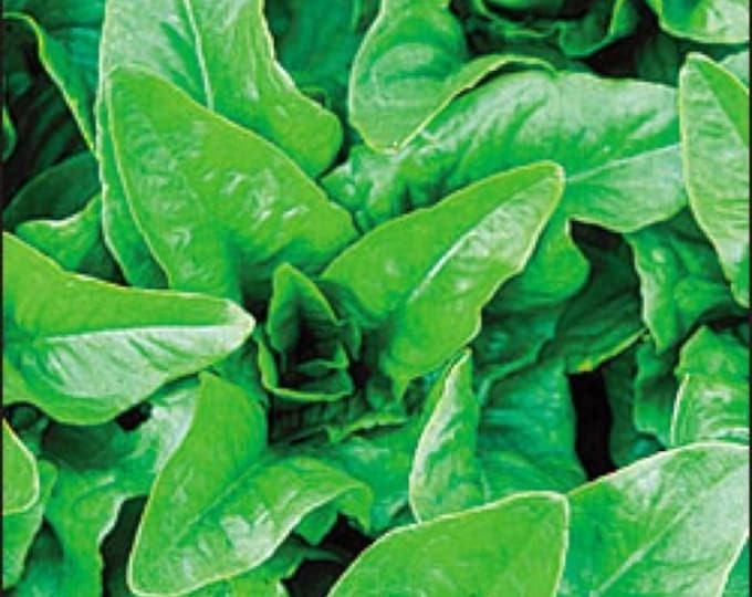 Amish Deer Tongue ORGANIC Lettuce Non-GMO Heirloom Seeds 2025