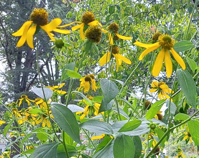 Cutleaf Coneflower Organic non-GMO Heirloom Seeds Edible Decorative 2026