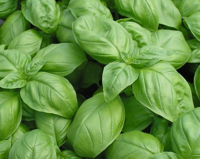 Sweet Basil Genovese ORGANIC Non-GMO Heirloom Seeds 2026