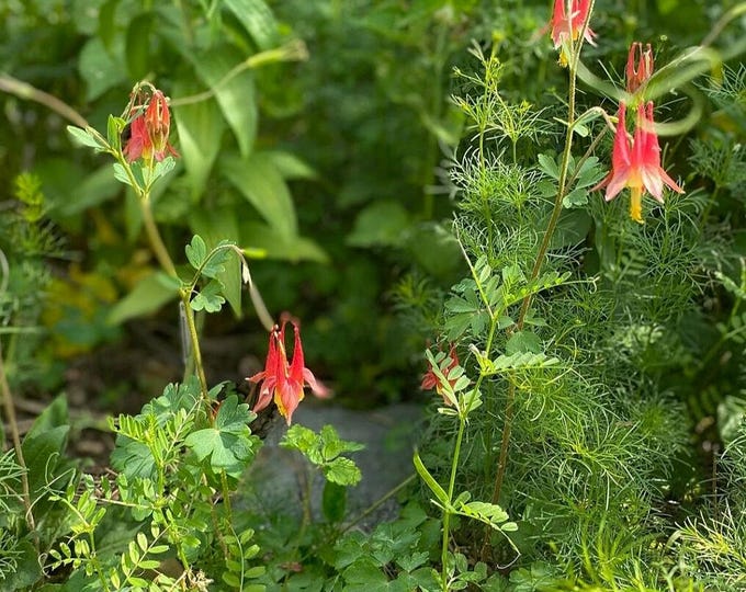 Native Columbine Aquilegia Canadensis Organic Heirloom Live Plant 2026