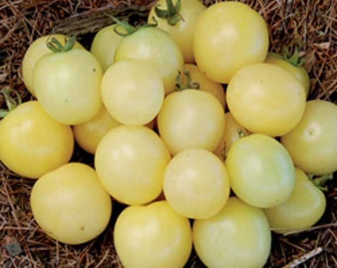 White Cherry Tomato CherryGal Organic Non-GMO Heirloom Seeds 2026