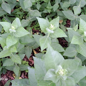 Mountain Mint Organic Heirloom Live Plant Limited Availability
