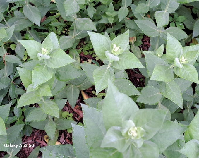 Mountain Mint Organic Heirloom Live Plant Limited Availability
