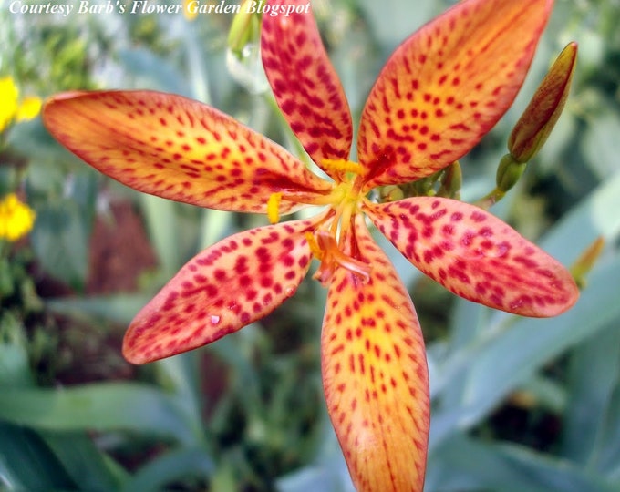 Blackberry Lily She Gan Organic Non-GMO Heirloom Seeds 2026