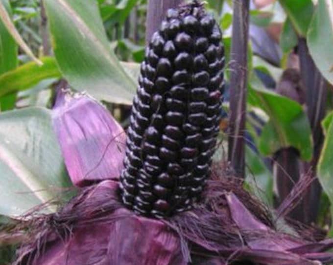 Morado Purple Flint Corn CherryGal Organic Non-GMO Garden Seeds 2025