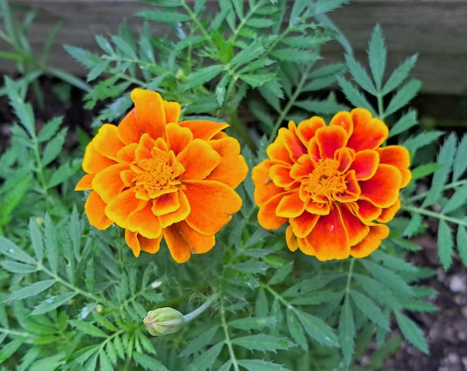 Queen Sophia French Marigold CherryGal Organic Edible Heirloom Flower Seeds 2026