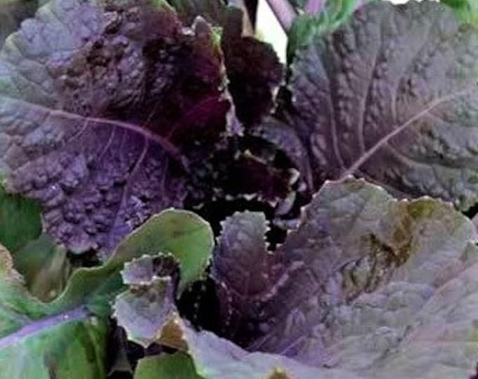 Peking Ta Ching ORGANIC Asian Greens Non-GMO Heirloom Seeds 2025