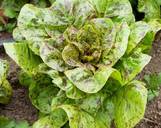 Flashy Troutback ORGANIC Lettuce Non-GMO Heirloom Seeds 2025